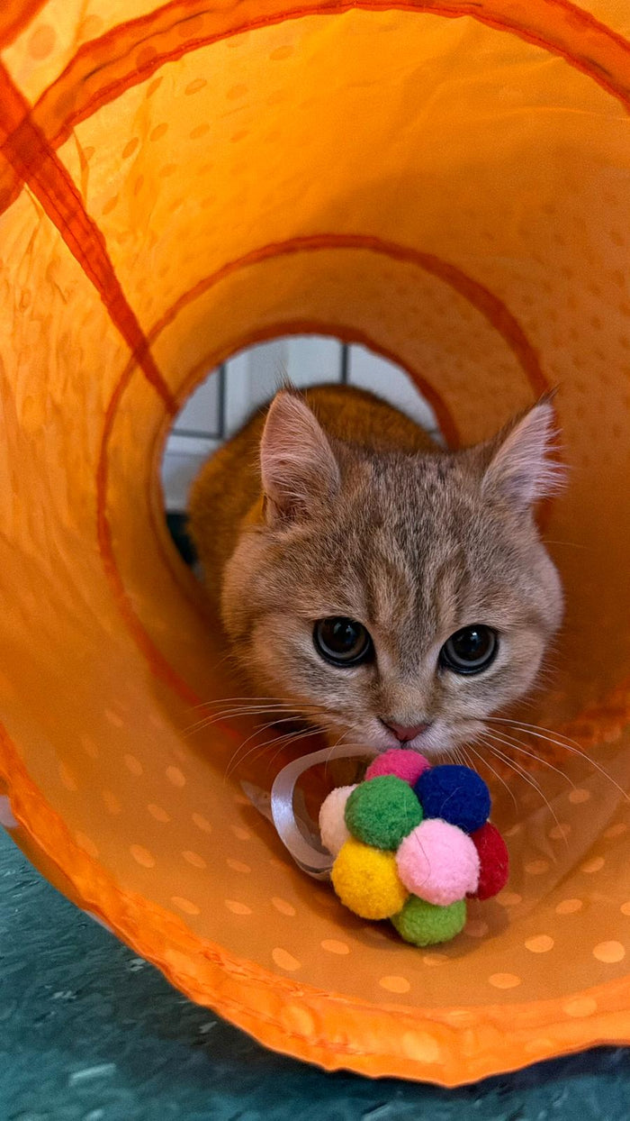 A curious cat peeking out of a play tunnel