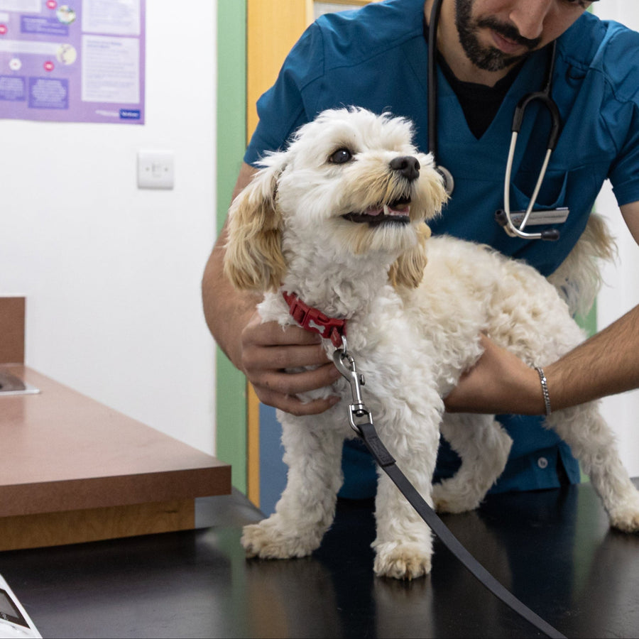 A vet examining a small dog at Paws & Co Veterinary Centre, on the same site