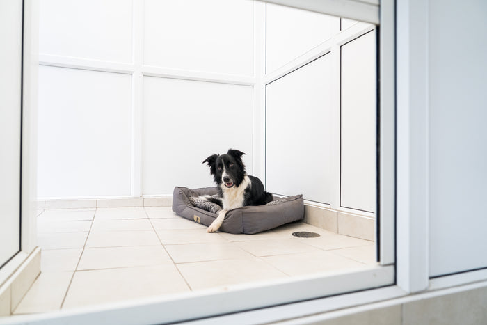 A luxury dog boarding apartment